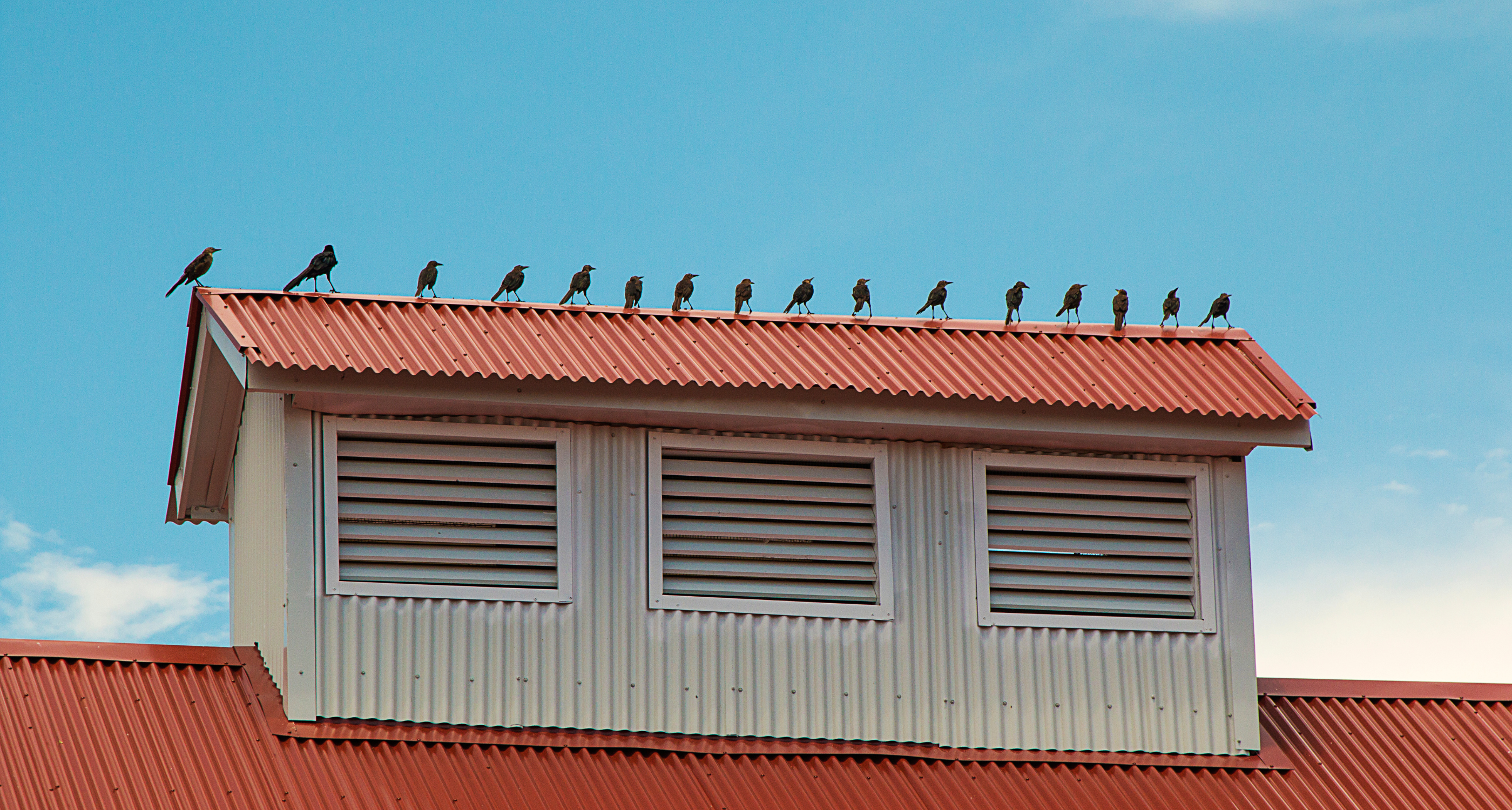 a-guide-to-choosing-the-right-bird-proofing-solution